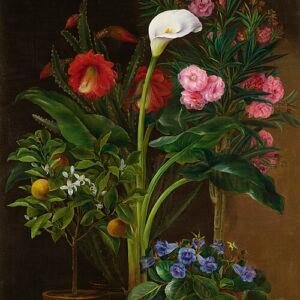 Oranje Streptocarpus bloemen en Calla lelie in een tuinsetting.