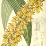 Lueddemannia pescatorei plant illustratie uit Curtis's Botanical Magazine, 1890.