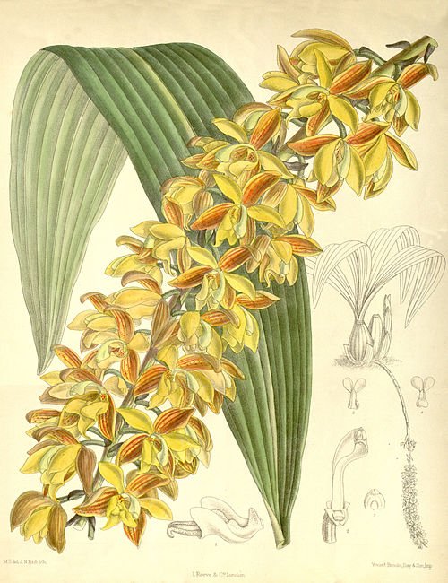 Lueddemannia pescatorei plant illustratie uit Curtis's Botanical Magazine, 1890.
