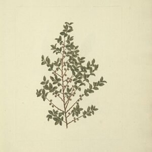 Myrsine africana plant in detailed botanical drawing.