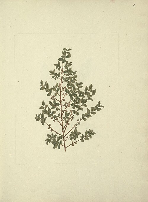 Myrsine africana plant in detailed botanical drawing.