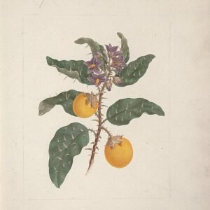 Solanum incanum plant met groene bladeren en paarse eivormige vruchten.