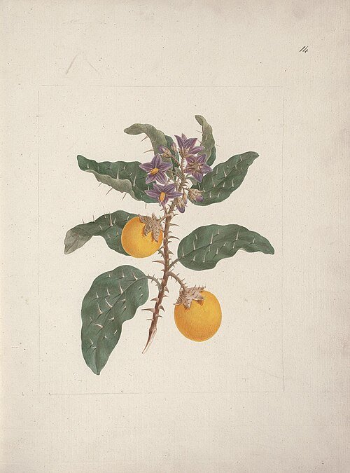 Solanum incanum plant met groene bladeren en paarse eivormige vruchten.