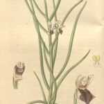 Luisia tristis orchidee met delicate bloemen en groene bladeren op neutrale achtergrond.