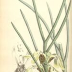 Botanische illustratie van Luisia psyche orchidee met gedetailleerde bloemen en bladeren.