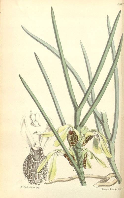 Botanische illustratie van Luisia psyche orchidee met gedetailleerde bloemen en bladeren.