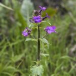 Lunaria annua plant in bloei met paarse bloemen.