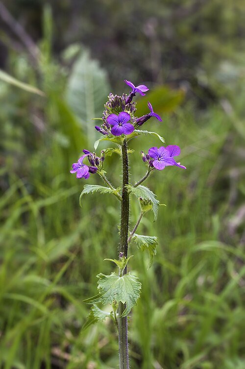 Lunaria annua plant in bloei met paarse bloemen.