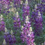 Witte Lupinus albifrons plant in natuurlijke omgeving.
