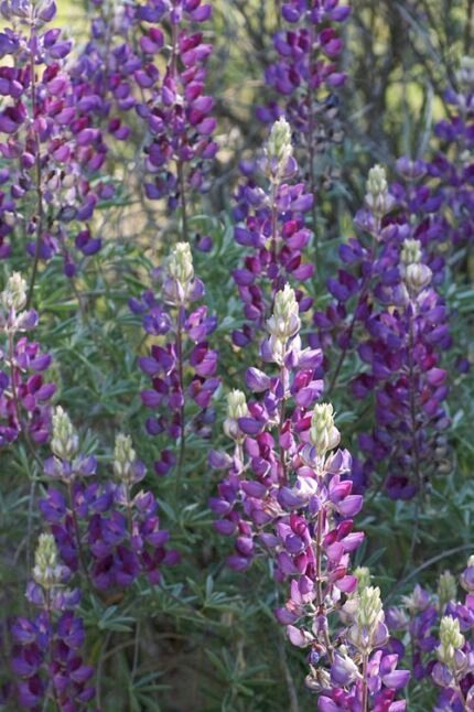 Witte Lupinus albifrons plant in natuurlijke omgeving.