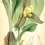 Lycaste lasioglossa orchidee met witte en gele bloemen op groene achtergrond.