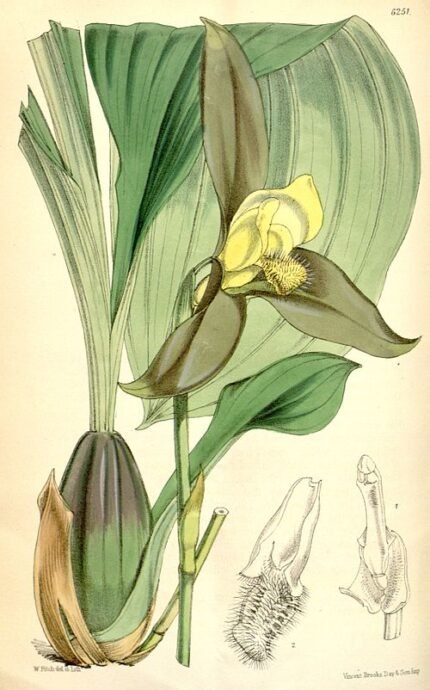 Lycaste lasioglossa orchidee met witte en gele bloemen op groene achtergrond.
