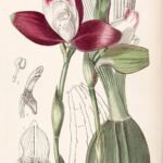 Lycaste macrophylla orchidee in zachte roze en witte tinten op botanische illustratie.