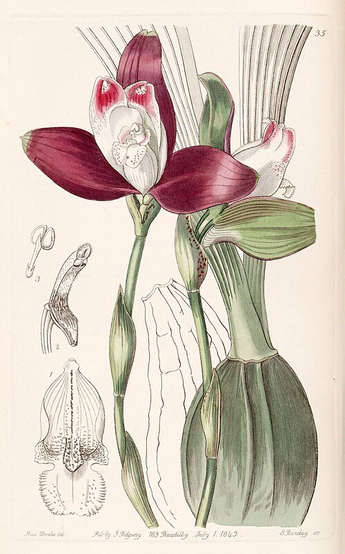 Lycaste macrophylla orchidee in zachte roze en witte tinten op botanische illustratie.