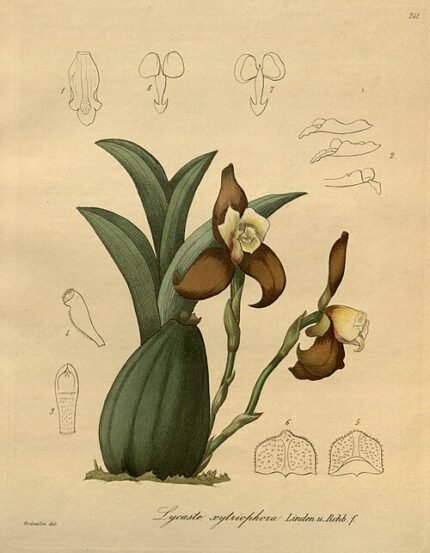 Close-up van Lycaste xytriophora orchidee met gele en paarse bloemblaadjes.