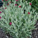 Lychnis coronaria bloemen in diep roze en zilvergrijs blad.