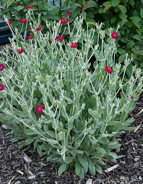 Lychnis coronaria bloemen in diep roze en zilvergrijs blad.