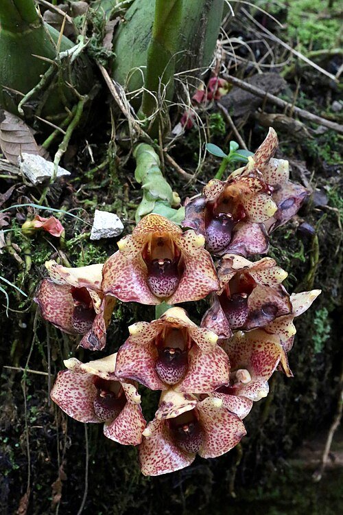 Close-up van Lycomormium squalidum bloem met delicate witte bloemblaadjes en groene blaadjes.