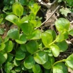 Kruipend Penningkruid met ronde groene bladeren en gele bloemen.