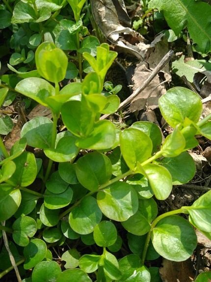 Kruipend Penningkruid met ronde groene bladeren en gele bloemen.