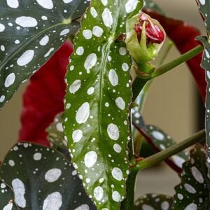 Jong blad van Begonia maculata.