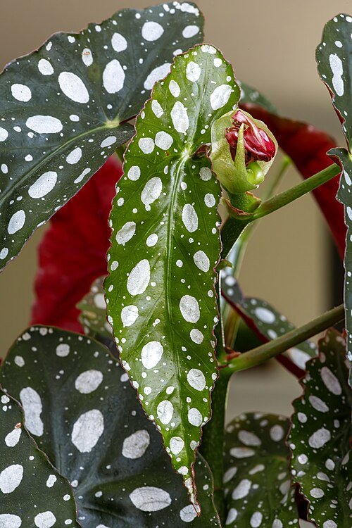 Jong blad van Begonia maculata.