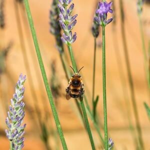 Lavendelbloemen met hommel op Lavandula angustifolia plant in zonlicht.