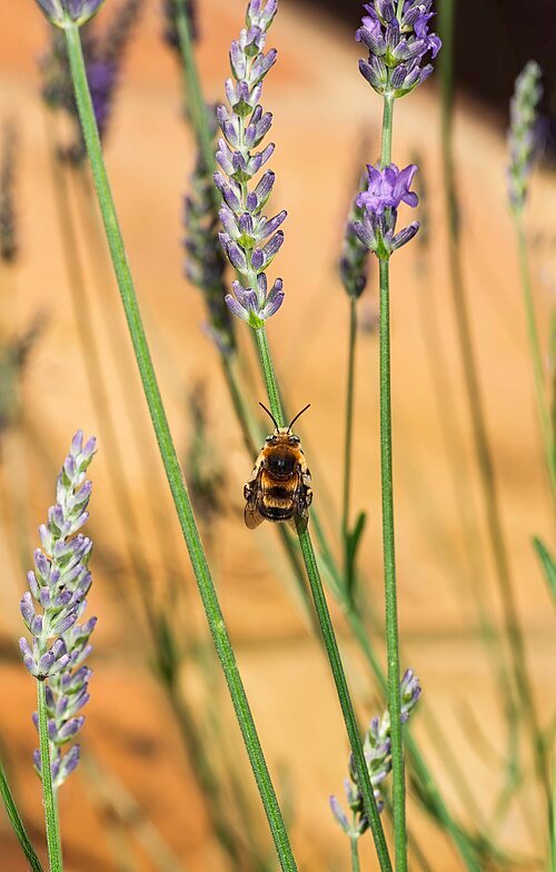 Lavendelbloemen met hommel op Lavandula angustifolia plant in zonlicht.