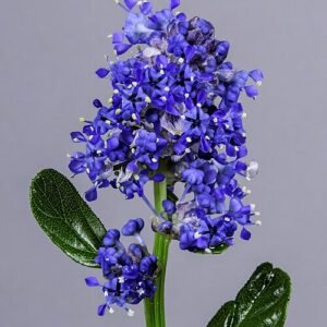 Blue flowers on Ceanothus thyrsiflorus Skylark inflorescence.