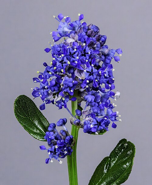 Blue flowers on Ceanothus thyrsiflorus Skylark inflorescence.