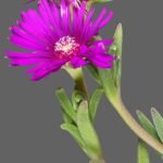Delosperma cooperi bloem en bladeren, beperkt winterhard, zonnige standplaats