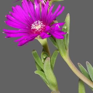 Delosperma cooperi bloem en bladeren, beperkt winterhard, zonnige standplaats