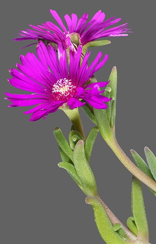 Delosperma cooperi bloem en bladeren, beperkt winterhard, zonnige standplaats