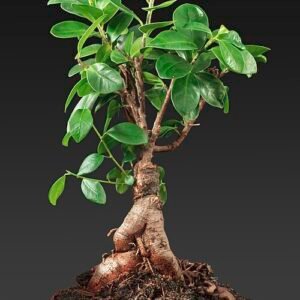 Ficus microcarpa bonsai in pot with green leaves and twisted trunk.