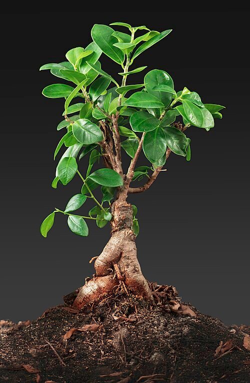 Ficus microcarpa bonsai in pot with green leaves and twisted trunk.