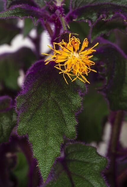 Paarse bloem en blad van Gynura aurantiaca.