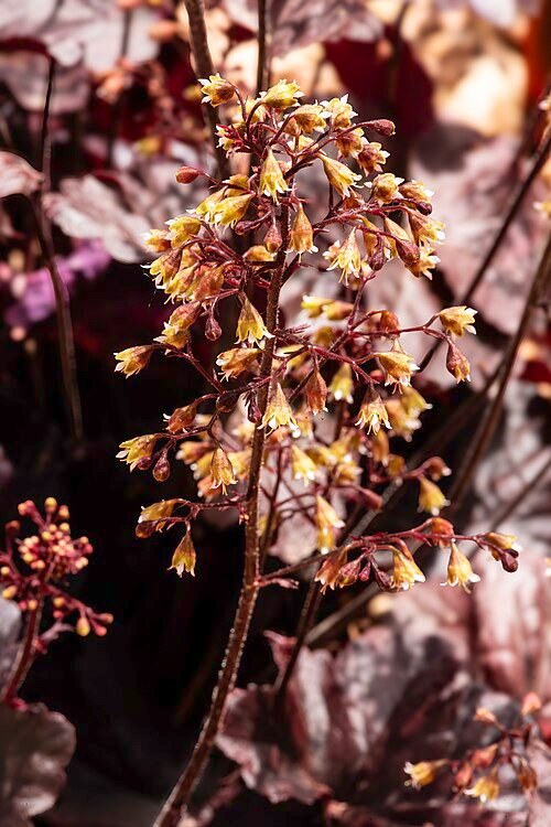 Purple Heuchera micrantha plant with delicate flowers and green leaves.