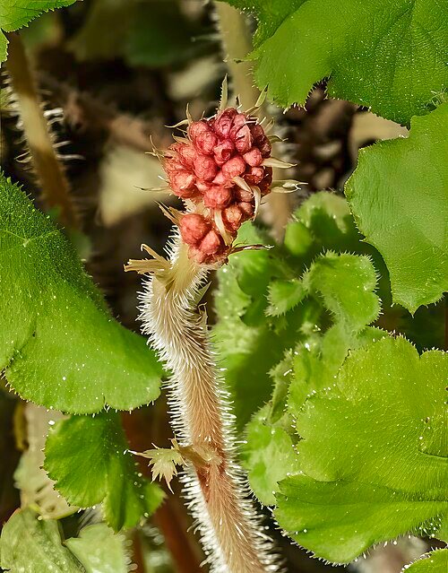 Heuchera sanguinea onrijpe bloemen in roze en groene tinten.