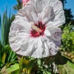 Close-up of Hibiscus ‘Kopper King’ flower in purple and pink hues with green leaves.