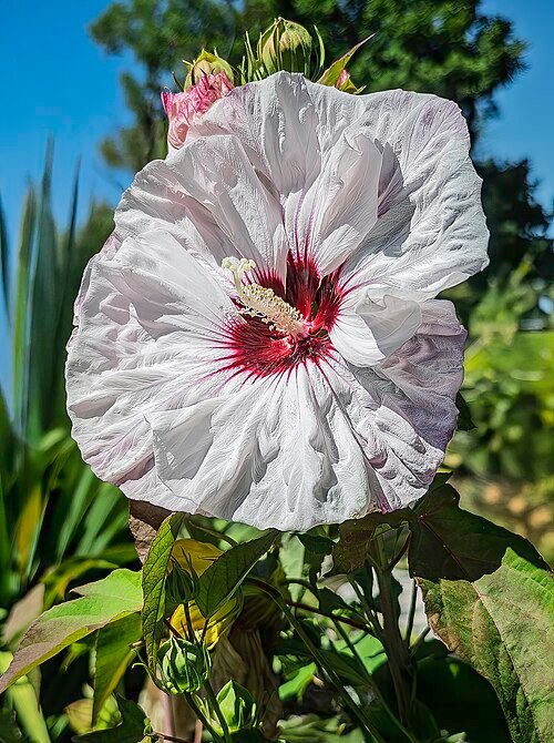 Close-up of Hibiscus ‘Kopper King’ flower in purple and pink hues with green leaves.