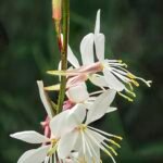 Bloeiende roze Gaura plant met groene bladeren op zonnige achtergrond.