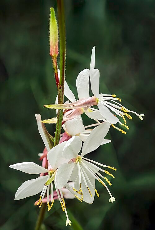 Bloeiende roze Gaura plant met groene bladeren op zonnige achtergrond.