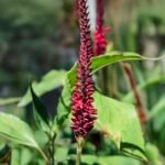 Paarse en roze bloemen van Persicaria 'Blackfield' tegen groene bladeren.