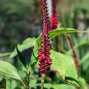 Paarse en roze bloemen van Persicaria 'Blackfield' tegen groene bladeren.