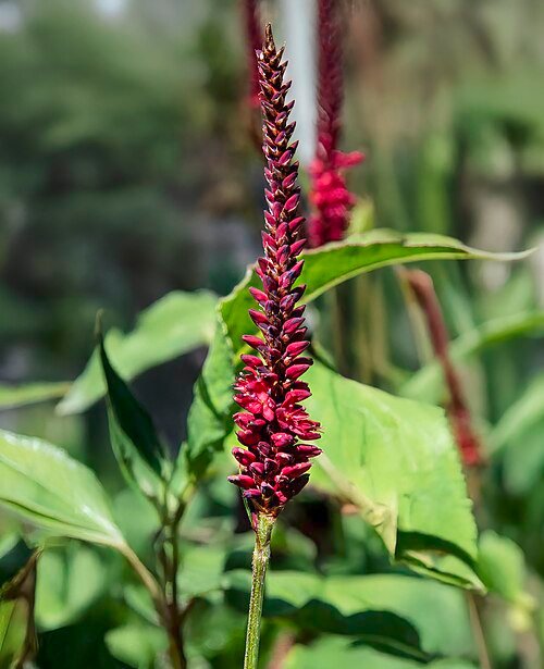 Paarse en roze bloemen van Persicaria 'Blackfield' tegen groene bladeren.
