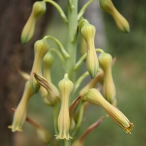 Aloe buettneri plant in pot with vibrant green leaves.