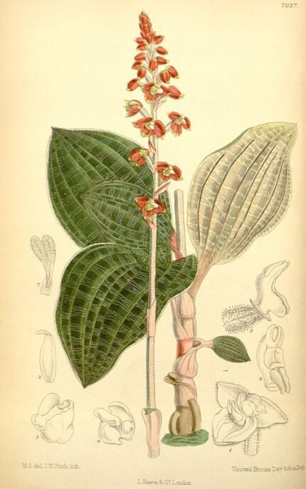 Macodes plant met prachtige groene bladeren op witte achtergrond.