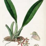 Macradenia lutescens orchidee met gele bloem en groen blad op witte achtergrond.