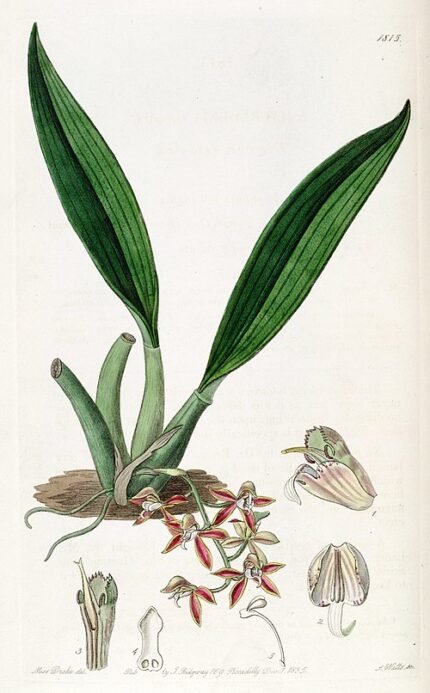Macradenia lutescens orchidee met gele bloem en groen blad op witte achtergrond.