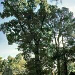 Jonge Ulmus minor ‘Retiro’ boom met groen blad in parkachtige omgeving.